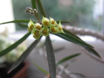 9. sukulent E.xy - 3