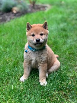 Shiba inu - 3