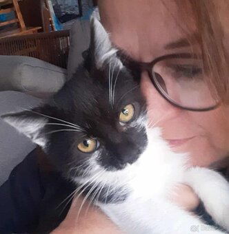 Darujem kocurika - 3