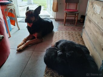 Nemecký ovčiak šteniatka - 3