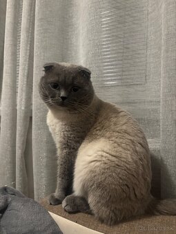 Colorpoint skotska klapoucha - 3