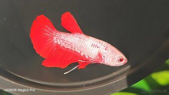 Betty - Bojovnice - 3