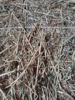 Predám malé balíky dateliny - 3