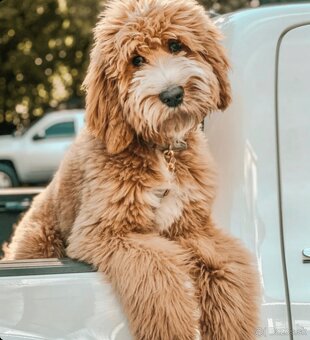 Goldendoodle - 3
