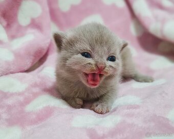 Scottish Fold / Straight mačiatká - 3