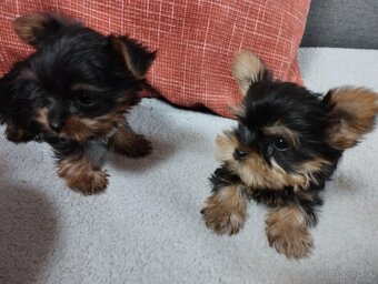 Yorkshire terrier, yorkshirsky terier, york - 3