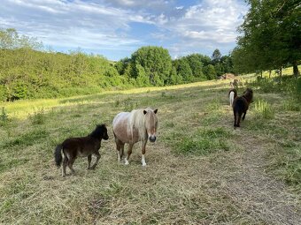 Shetland mini, minihorse a mini pony - 3