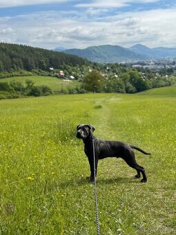 Predam cane corso - 3