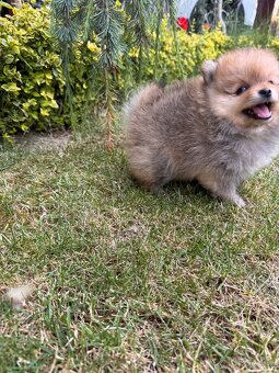 Špic Pomeranian psík - 3