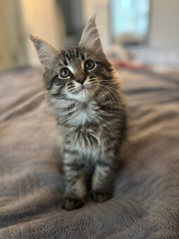 Maine Coon mačiatko - 3