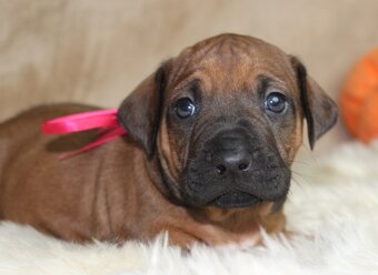 Rodézsky ridgeback - 3