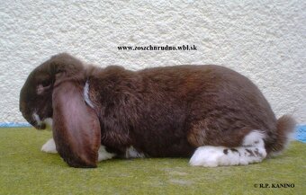 Francúzske barany - 3