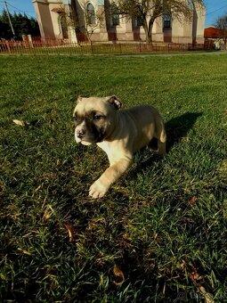 Staford šteniatka. - 3