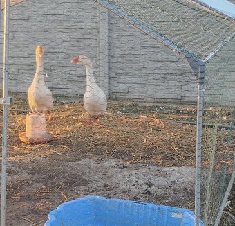 Predám Lindovské husi - 3