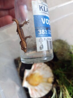 Predám 2 ks gekonik panenský - 3