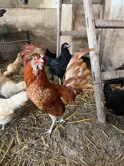 Predám kohútikov - 3