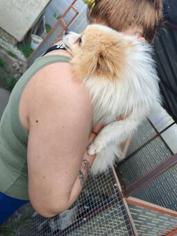 pomeranian - 3