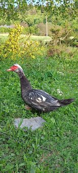 Káčer ... kačice pižmovej - 3