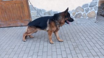 Nemecký ovčiak s PP - 3