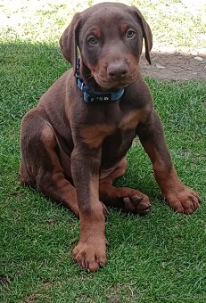 Predám šteniatka Dobermana - 3