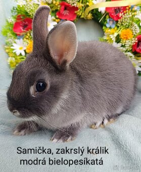 Zakrslý králik s VP - samička modrá bielopesíkatá - 3