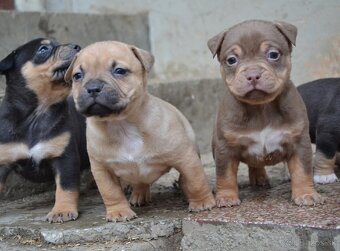 American bully pocket / sharpei - 3