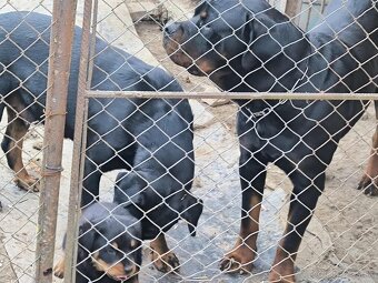 Rotvajler Rottweiler - 3