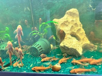 Predám red prisavniky - 3