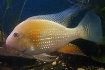 Americké cichlidy - 3