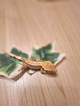 Pagekon riasnatý - 3