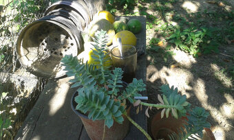 Euphorbia polychroma - 3