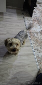 Predám Yorkshire Terrier Samička - 3