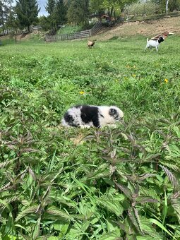 Border kólia blue merle - 3