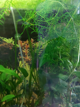 Akvarijná rastlina - Najas guadalupensis - 3
