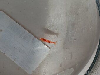 Caridina Red Tiger. - 3