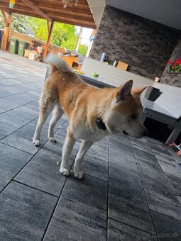 Darujem akita inú - 3