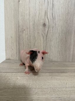 Skinny morča - 3
