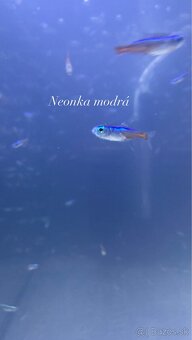 Domáci chov - na predaj - 3