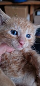 Darujem mačiatka - 3