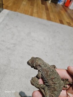 Mniarogekko chahoua - 3