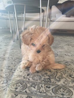 Maltipoo - 3