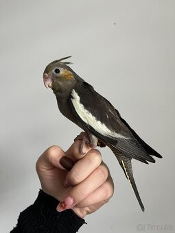 Ručne dokŕmená korela, krotká korela - 3