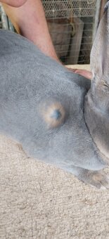 Predám kraliky Ss rex - 3