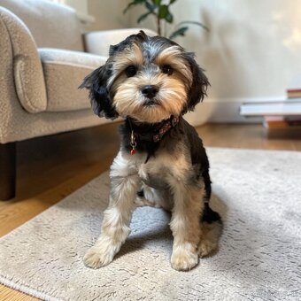Maltipoo girl - 3