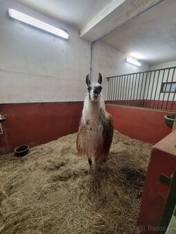 Lama - 3