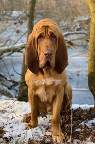 Bloodhound - 3