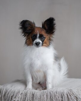 Papillon s PP - 3