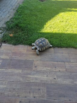 Sulcata - 3