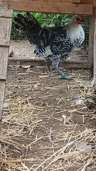 Brakelka strieborná - 3