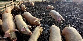 tohtoročné prasce - 3